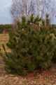 Pinus attenuata IMG_9173 Sosna bulwiasta